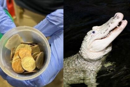 70 coins removed from stomach of alligator at Nebraska zoo