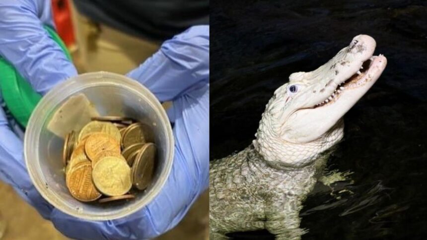 70 coins removed from stomach of alligator at Nebraska zoo