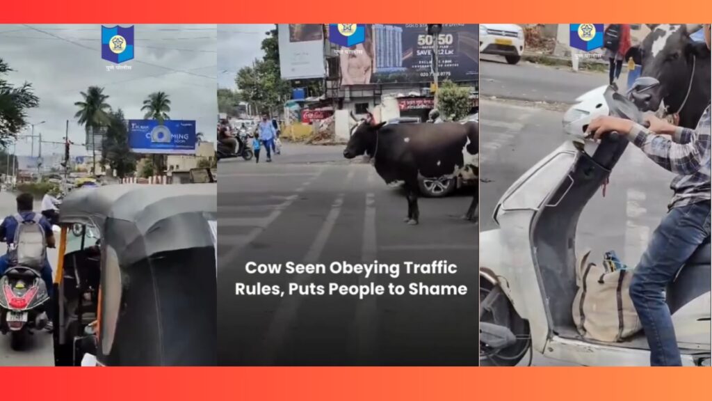 Cow obeys traffic rules