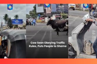 Cow obeys traffic rules