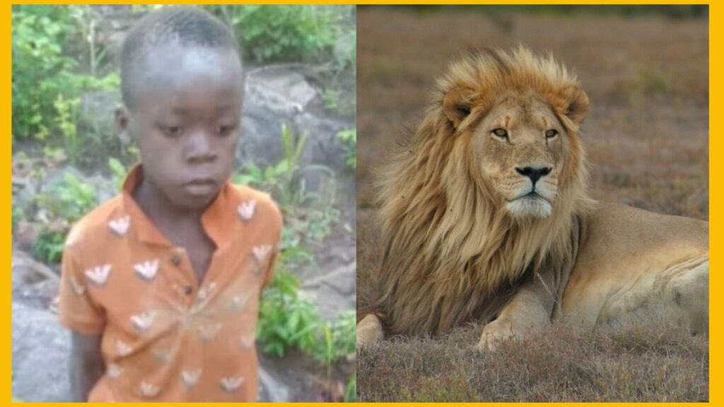 Boy Survives 5 Days in Lion Park