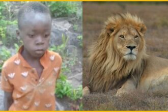 Boy Survives 5 Days in Lion Park