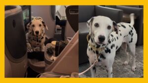 Dalmatian Wins Hearts