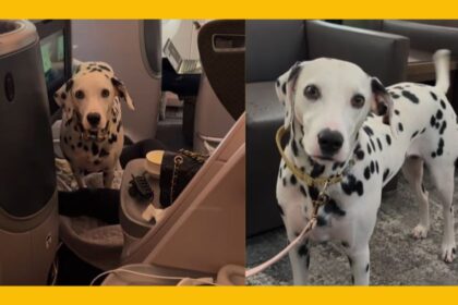 Dalmatian Wins Hearts